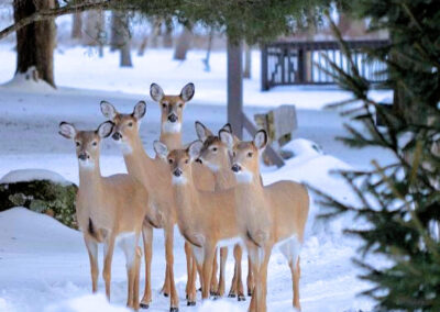 Group of deer in the snow 800 x 800